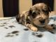 Aussie Doodles Puppies for sale in San Angelo, TX, USA. price: NA