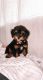 Aussie Doodles Puppies for sale in Hiawatha, IA, USA. price: NA