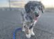 Aussie Doodles Puppies for sale in Grand Junction, CO, USA. price: $1,200