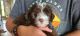 Aussie Doodles Puppies for sale in Elizabeth City, NC 27909, USA. price: NA