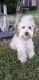 Aussie Doodles Puppies for sale in Ontario, CA, USA. price: $1,800
