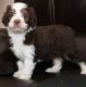 Aussie Doodles Puppies for sale in York, PA, USA. price: $750