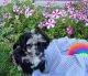 Aussie Doodles Puppies for sale in St Clairsville, OH 43950, USA. price: NA