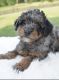 Aussie Doodles Puppies for sale in Fort Lauderdale, FL 33313, USA. price: NA