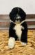 Aussie Doodles Puppies for sale in Cincinnati, OH, USA. price: NA