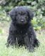 Aussie Doodles Puppies for sale in Albertson, NC 28508, USA. price: NA