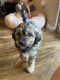Aussie Doodles Puppies for sale in Scottsdale, AZ, USA. price: NA