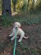 Aussie Doodles Puppies for sale in Gaffney, SC, USA. price: NA
