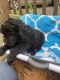 Aussie Doodles Puppies for sale in Salisbury, NC, USA. price: NA