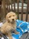 Aussie Doodles Puppies for sale in Salisbury, NC, USA. price: NA