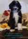Aussie Doodles Puppies for sale in Rhome, TX, USA. price: NA