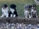 Aussie Doodles Puppies for sale in Parowan, UT 84761, USA. price: NA