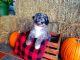 Aussie Doodles Puppies for sale in Union City, OK, USA. price: NA