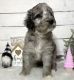 Aussie Doodles Puppies for sale in Palatka, FL 32177, USA. price: NA