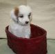 Aussie Doodles Puppies for sale in Anniston, AL 36203, USA. price: $2,088