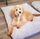 Aussie Doodles Puppies for sale in Tustin, CA 92780, USA. price: NA