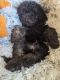 Aussie Doodles Puppies for sale in Seymour, MO 65746, USA. price: NA