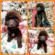 Aussie Doodles Puppies for sale in Science Hill, KY 42553, USA. price: NA