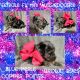 Aussie Doodles Puppies for sale in Maysville, NC, USA. price: NA