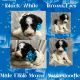 Aussie Doodles Puppies for sale in Maysville, NC, USA. price: NA