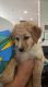 Aussie Doodles Puppies for sale in Charlotte, NC, USA. price: $1,500