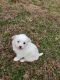 Aussie Doodles Puppies for sale in Versailles, MO 65084, USA. price: NA