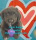 Aussie Doodles Puppies for sale in Four Oaks, NC 27524, USA. price: NA