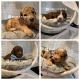 Aussie Doodles Puppies for sale in Holt, MO 64048, USA. price: NA