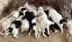 Aussie Doodles Puppies for sale in Escanaba, MI 49829, USA. price: $1,200