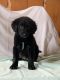 Aussie Doodles Puppies for sale in Cullman, AL, USA. price: NA