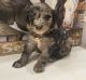 Aussie Doodles Puppies for sale in Upton, KY 42784, USA. price: $500,800
