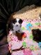 Aussie Doodles Puppies for sale in Morganton, NC 28655, USA. price: NA