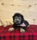 Aussie Doodles Puppies for sale in Rolla, MO, USA. price: NA