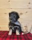 Aussie Doodles Puppies for sale in Rolla, MO, USA. price: NA