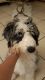 Aussie Doodles Puppies for sale in Lake Worth, FL 33462, USA. price: NA