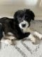 Aussie Doodles Puppies for sale in Hayward, CA 94544, USA. price: NA