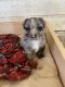 Aussie Doodles Puppies for sale in Poteau, OK, USA. price: $1,500