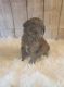 Aussie Doodles Puppies for sale in Hobbs, NM, USA. price: $1,700