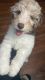 Aussie Doodles Puppies for sale in Lisle, IL 60532, USA. price: NA