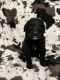 Aussie Doodles Puppies for sale in Harrodsburg, KY 40330, USA. price: $500