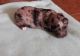 Aussie Doodles Puppies for sale in Exeter, MO 65647, USA. price: NA