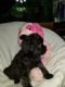 Aussie Doodles Puppies for sale in Corbin, KY 40701, USA. price: $80,000