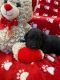 Aussie Doodles Puppies for sale in 5462 US-80, Grand Saline, TX 75140, USA. price: $1,000