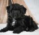 Aussie Doodles Puppies for sale in Stratford, CT, USA. price: NA