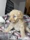 Aussie Doodles Puppies for sale in El Paso, TX, USA. price: NA