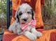 Aussie Doodles Puppies for sale in Palm Coast, FL, USA. price: NA