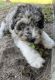 Aussie Doodles Puppies for sale in PT CANAVERAL, FL 32920, USA. price: NA