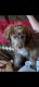 Aussie Doodles Puppies for sale in Phelan, CA 92371, USA. price: NA