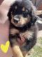 Aussie Doodles Puppies for sale in Temecula, CA, USA. price: $100,000