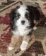 Aussie Doodles Puppies for sale in Montpelier, ID 83254, USA. price: NA